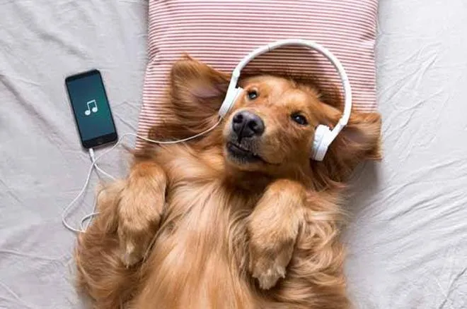 Dostosowane playlisty Spotify