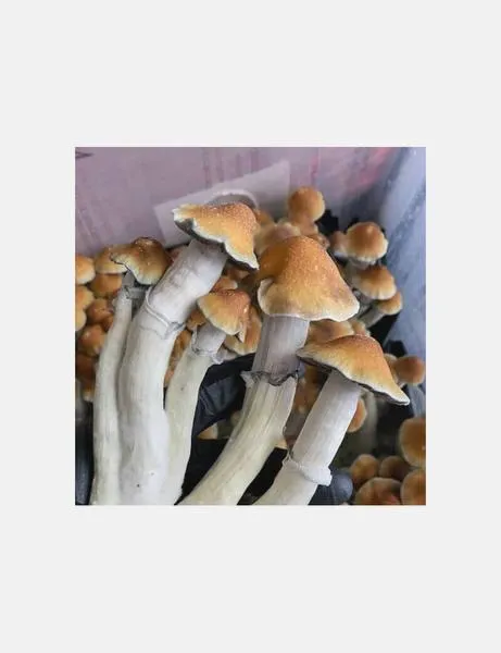 Funkcje i subskrypcje