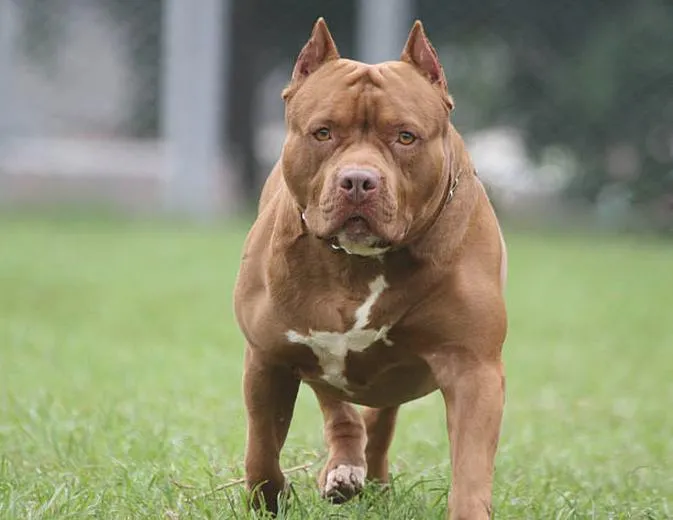 Harmonogram koncertów Pitbulla